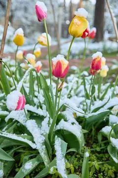 Tulips under the snow. The problem of climate change. Stock Photos