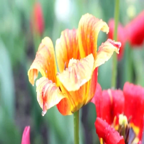 Tulips under the summer rain. Stock Footage 69504002