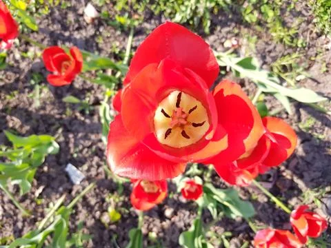 Tulips under the sun. 写真素材