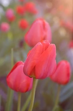 Tulips under sunset light Stock Photos