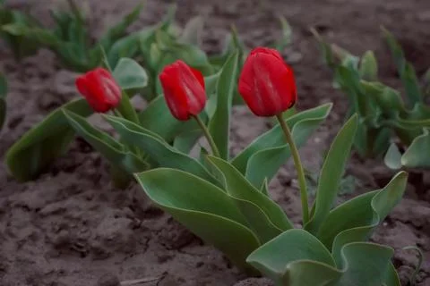 Tulips Van Eijk with red-pink flowers in the garden Stock Photos