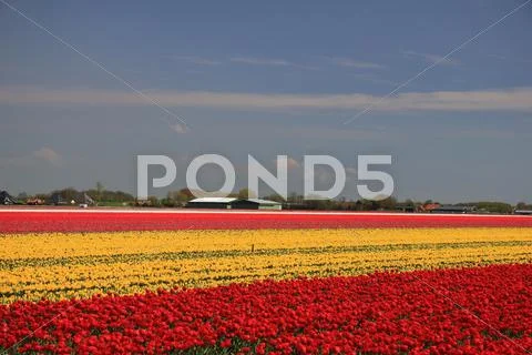 Tulips in various colors on a field Stock Photos