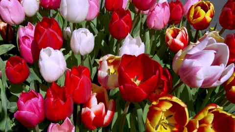 Tulips in various Colors in Full Bloom Stock Footage 150812700