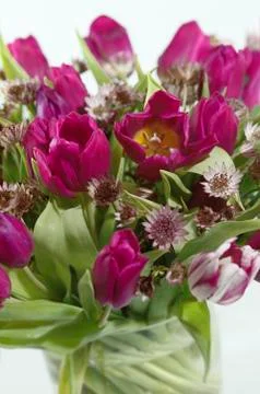 Tulips in vase Stock Photos