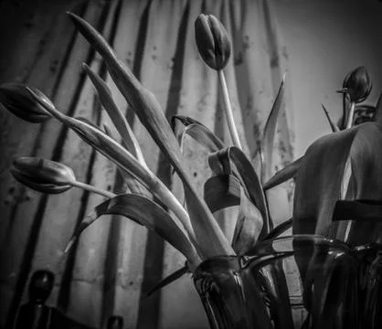 Tulips in a Vase Stock Photos