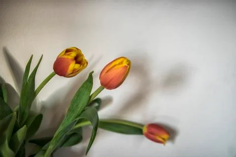 Tulips in a vase Stock Photos