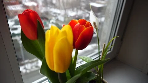 Tulips in a vase on the window, 4k video Stock Footage 126026652