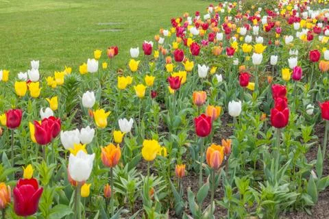 Tulips on VDNKh Stock Photos