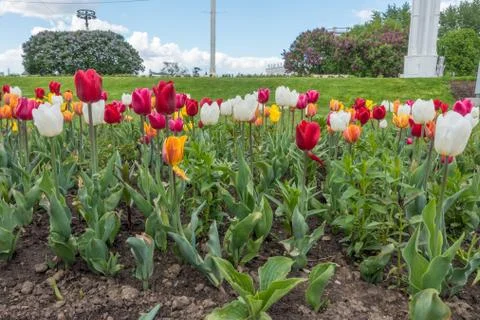 Tulips on VDNKh Stock Photos