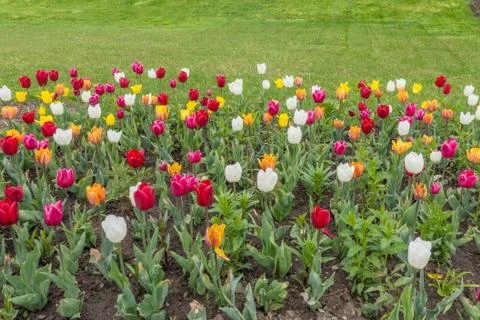 Tulips on VDNKh Stock Photos