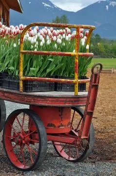 Tulips wagon Stock Photos