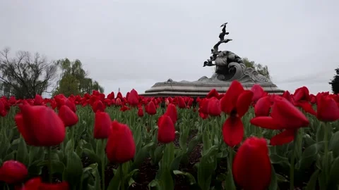 Tulips in Washington DC Stock Footage 156398859