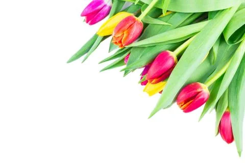 Tulips on white background, isolated Stock Photos