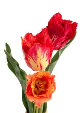 Tulips on a white background Stock Photos
