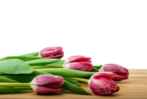 Tulips on a white background Foto stock