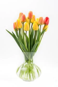 Tulips on a white background Stock Photos