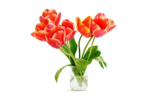 Tulips on white background Stock Photos