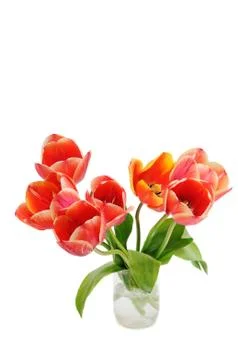Tulips on white background Stock Photos