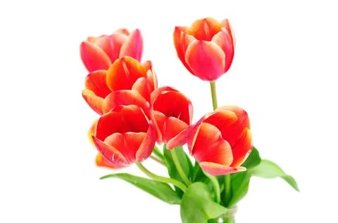 Tulips on white background Stock Photos