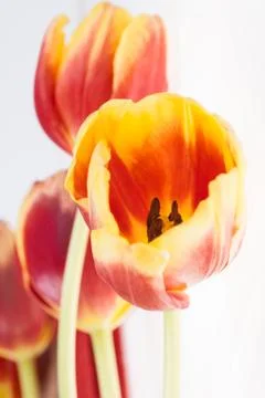 Tulips on white background postcard Stock Photos