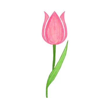 Tulips on white background. vector illustration. Stock Illustration