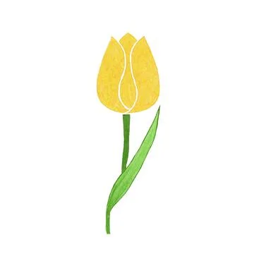 Tulips on white background. vector illustration. Stock Illustration