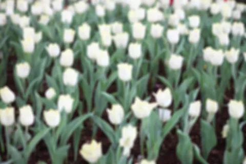 Tulips white blurred background. Stock Photos