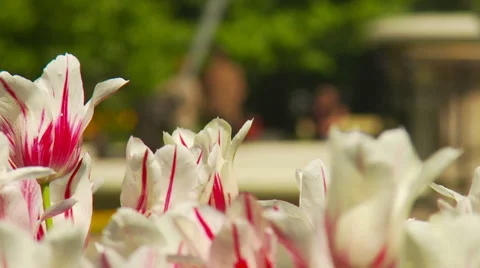 Tulips - white Stock Footage 34404071