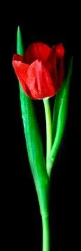 Tulips on white Stock Photos