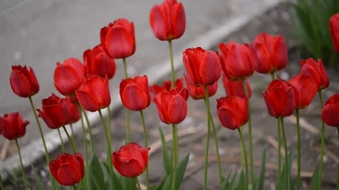 Tulips in the wind. beautiful tulips Stock Footage