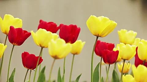 Tulips in the wind Stock Footage 36919940