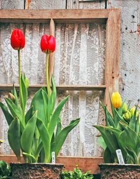 Tulips in window Stock Photos