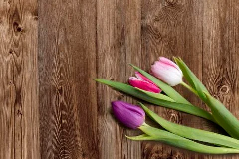 Tulips on wooden background Stock Photos