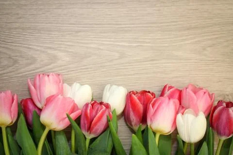 Tulips on wooden background Stock Photos
