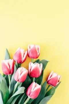 Tulips on yellow background Stock Photos