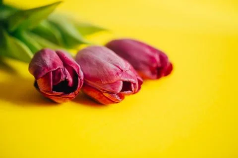 Tulips on yellow background Stock Photos