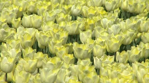 Tulips Yellow (close) Video stock 10883988