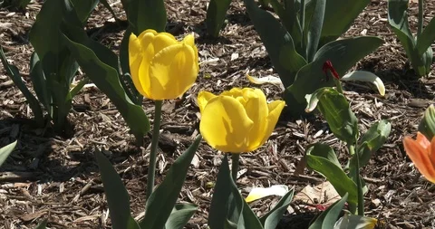 Tulips - Yellow, Close up Stock Footage 89373651