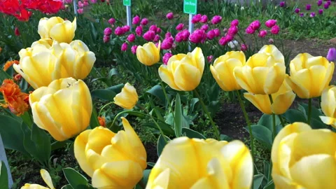 Tulips yellow Stock Footage 153517792