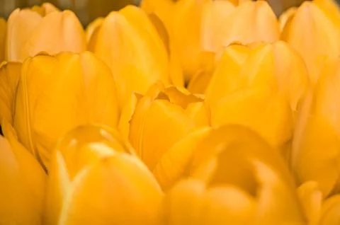 Tulips yellow, spring background Stock Photos