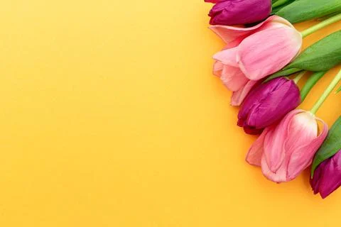 Tulips on a yellow spring background. Stock Photos
