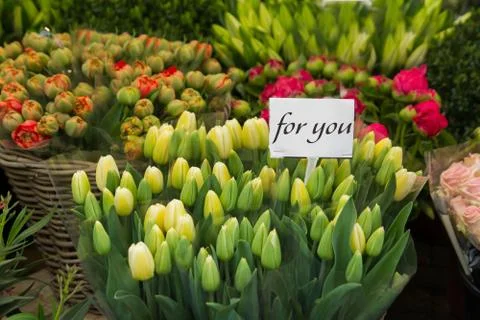 Tulips for you Stock Photos