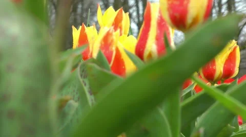 Tulips zoom out Stock-Footage 46642832