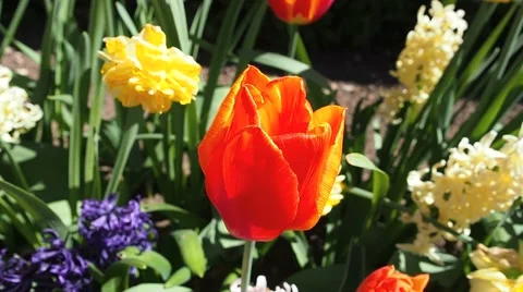 Tulips1 Видео 63761896