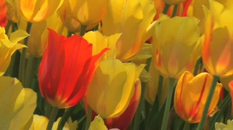 Tulips.1.1080.PJ Stock Footage 721546