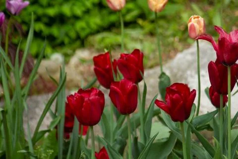 Tulips2 Stock Photos