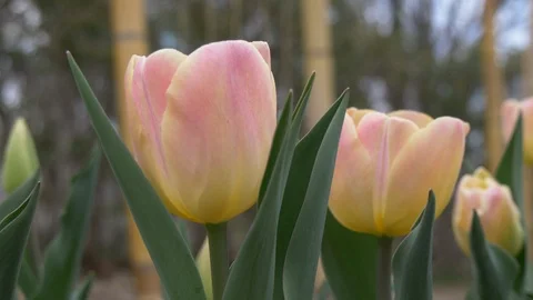 Tulips2 - slider shot Stock Footage 105878949