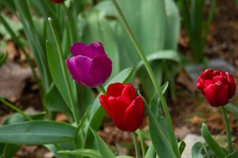 Tulips3 Foto stock