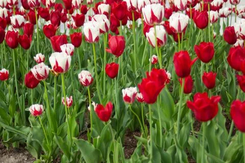 Tulips5 Foto stock