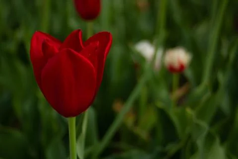 Tulips6 Foto stock